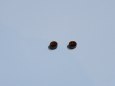 Tatra 815 PMS (b�ehov� d�l  + BZ-T815)