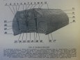 Tatra 815 PMS (s ���n�m d�lem)