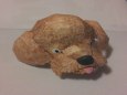 Toy Poodle