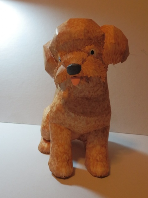 Toy Poodle Toy Poodle