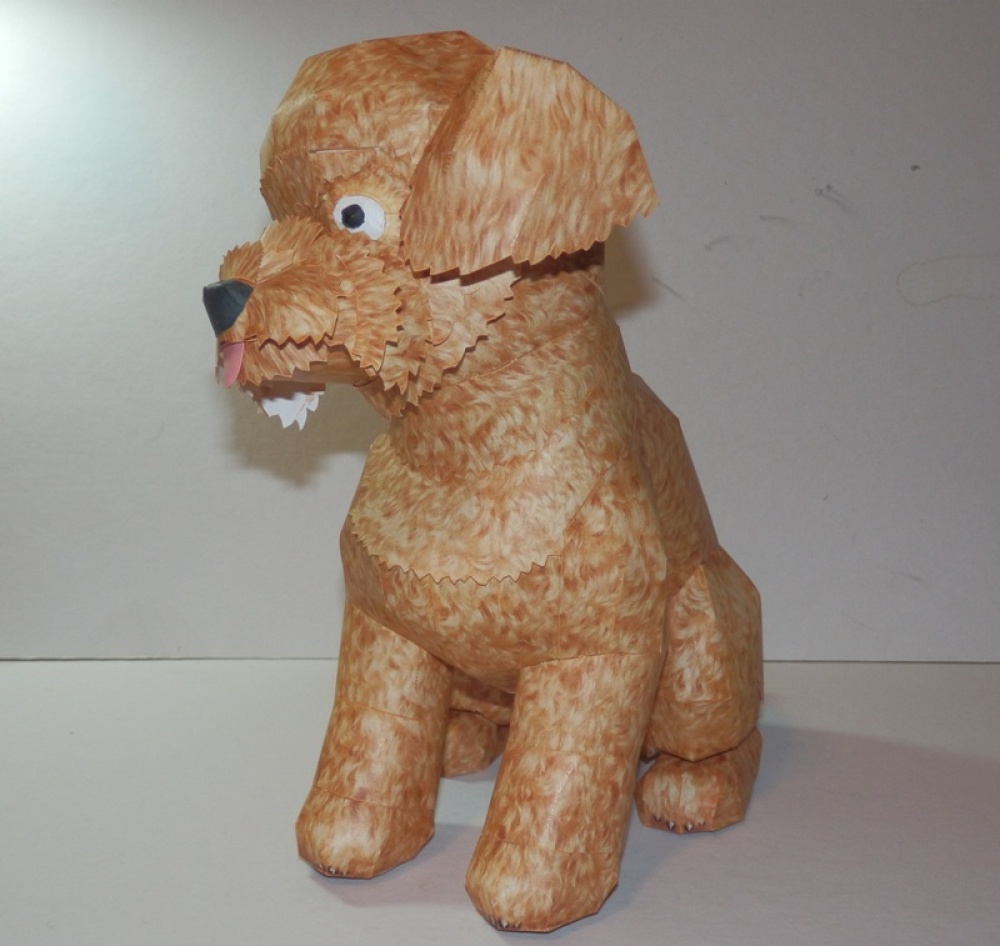 Toy Poodle (Plná velikost v novém okně) Toy Poodle
