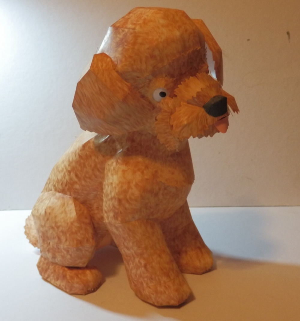 Toy Poodle (Plná velikost v novém okně) Toy Poodle