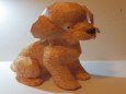 Toy Poodle