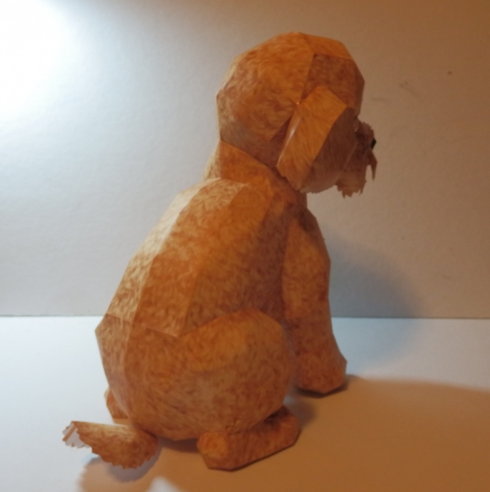 Toy Poodle (Plná velikost v novém okně) Toy Poodle