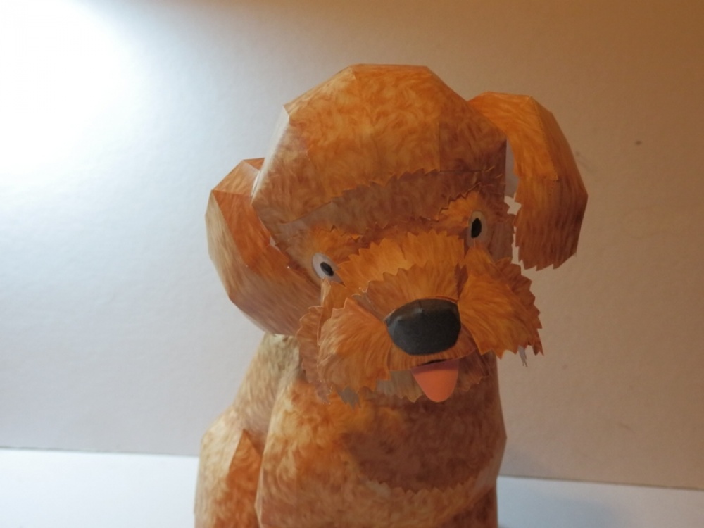 Toy Poodle (Pln� velikost v nov�m okn�) Toy Poodle