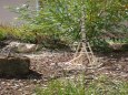 Trebuchet