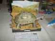 V�stava Bravantice