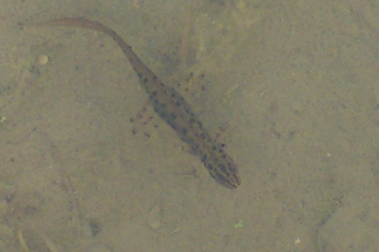 zahrada